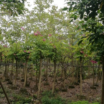 九游会老哥俱乐部论坛:寒潮_寒潮是啥意思-天气网天气百科